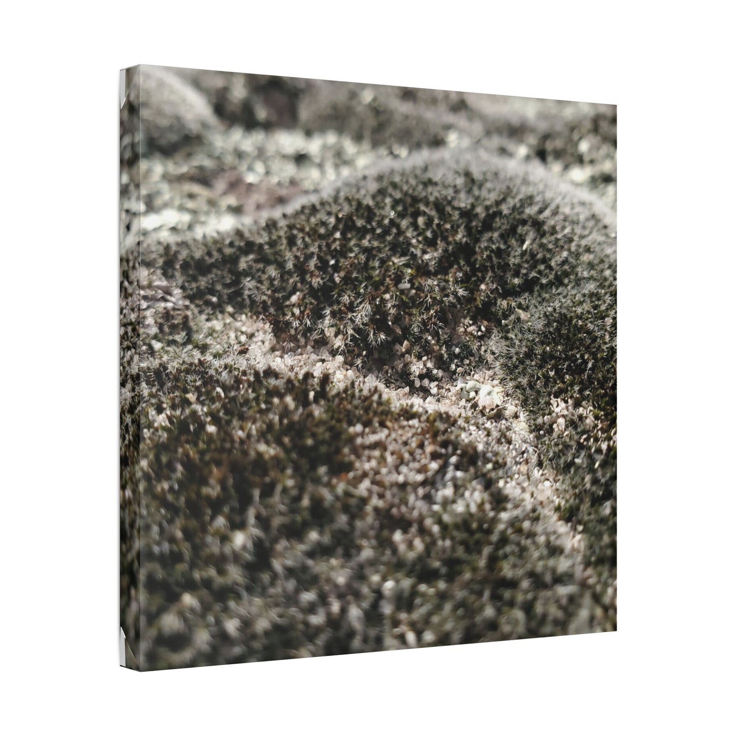 Classic Stretched Canvas - Moss