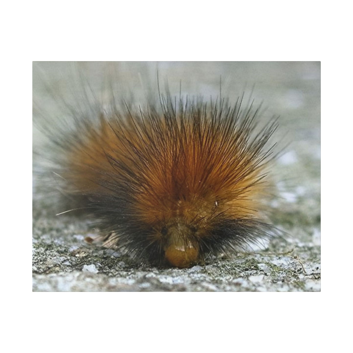 Classic Stretched Canvas - Platypillar