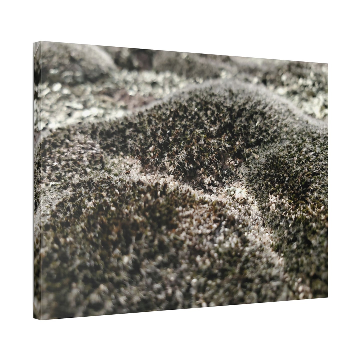 Classic Stretched Canvas - Moss