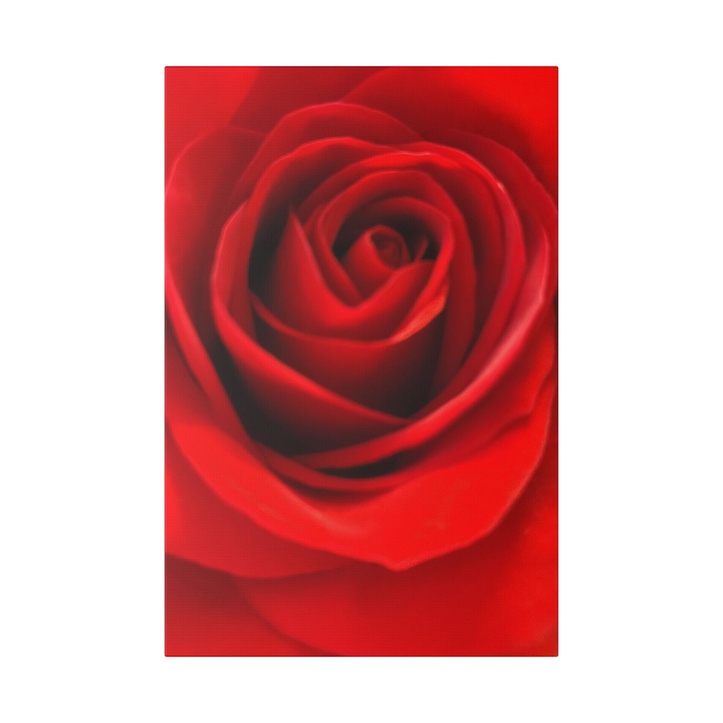 Classic Stretched Canvas - Rose