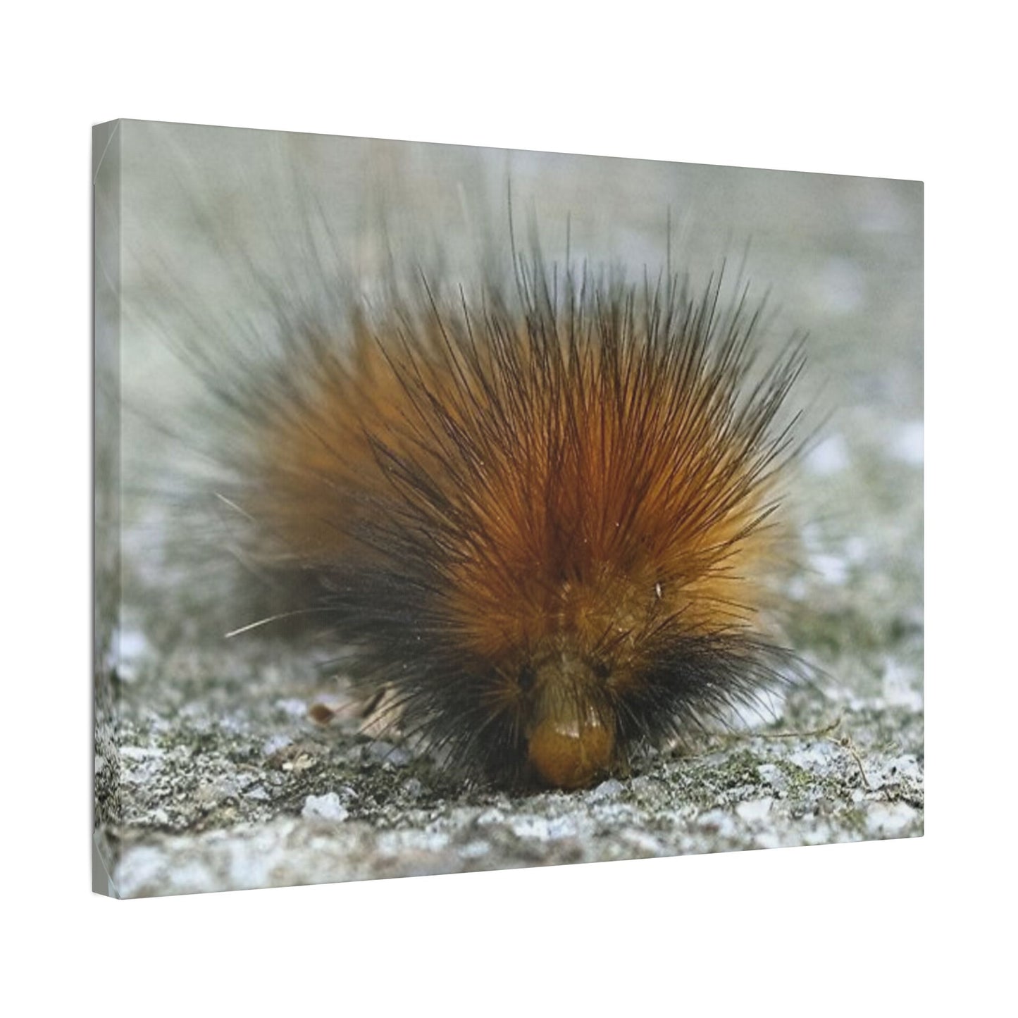 Classic Stretched Canvas - Platypillar