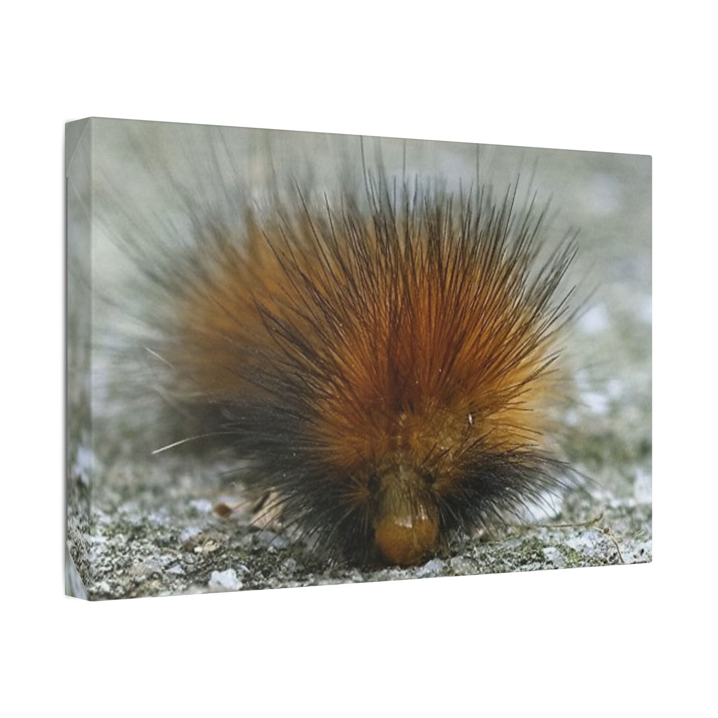 Classic Stretched Canvas - Platypillar
