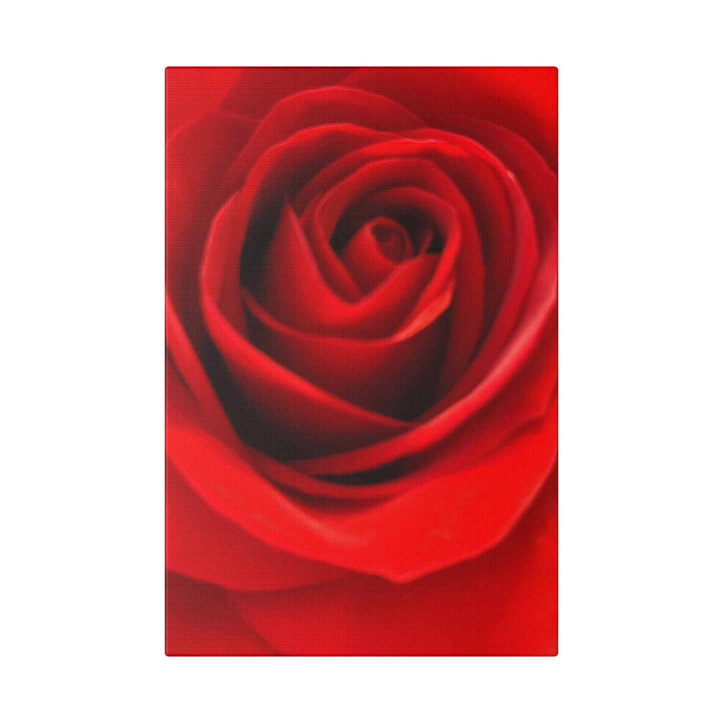 Classic Stretched Canvas - Rose