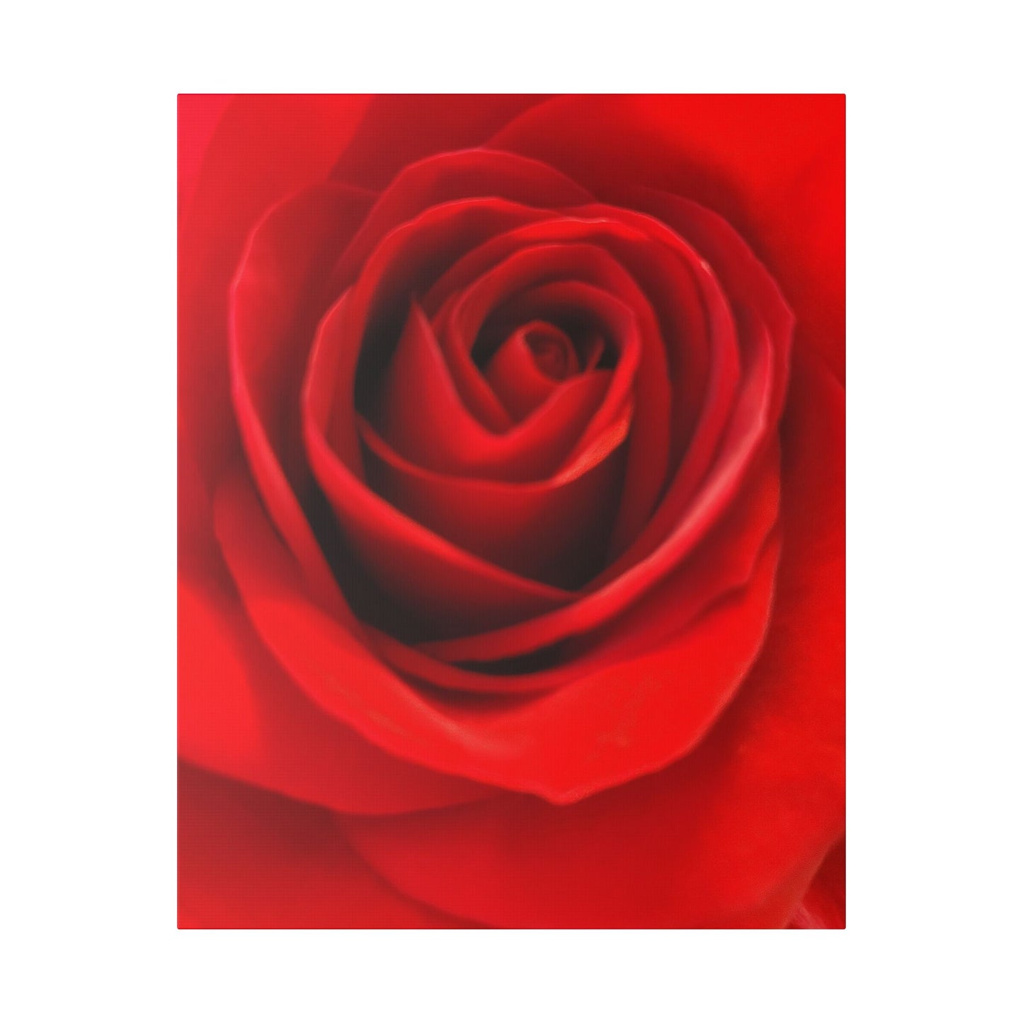 Classic Stretched Canvas - Rose