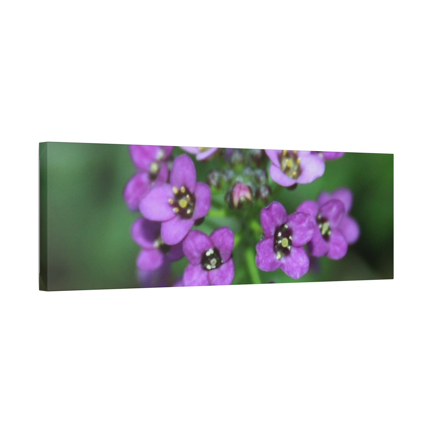 Classic Stretched Canvas