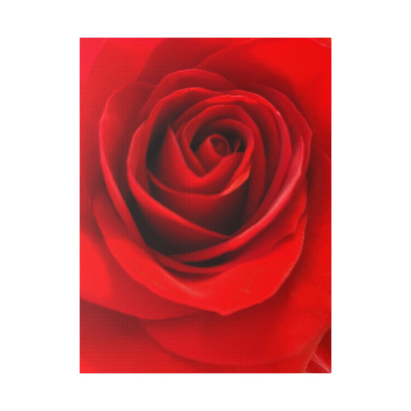Classic Stretched Canvas - Rose