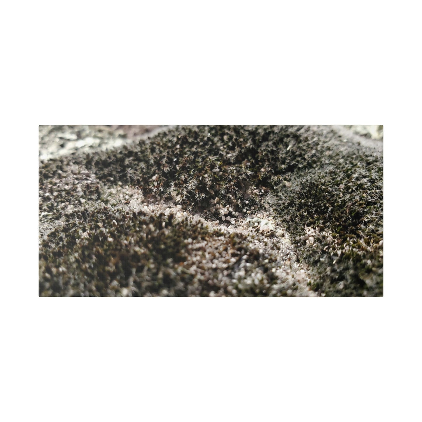 Classic Stretched Canvas - Moss