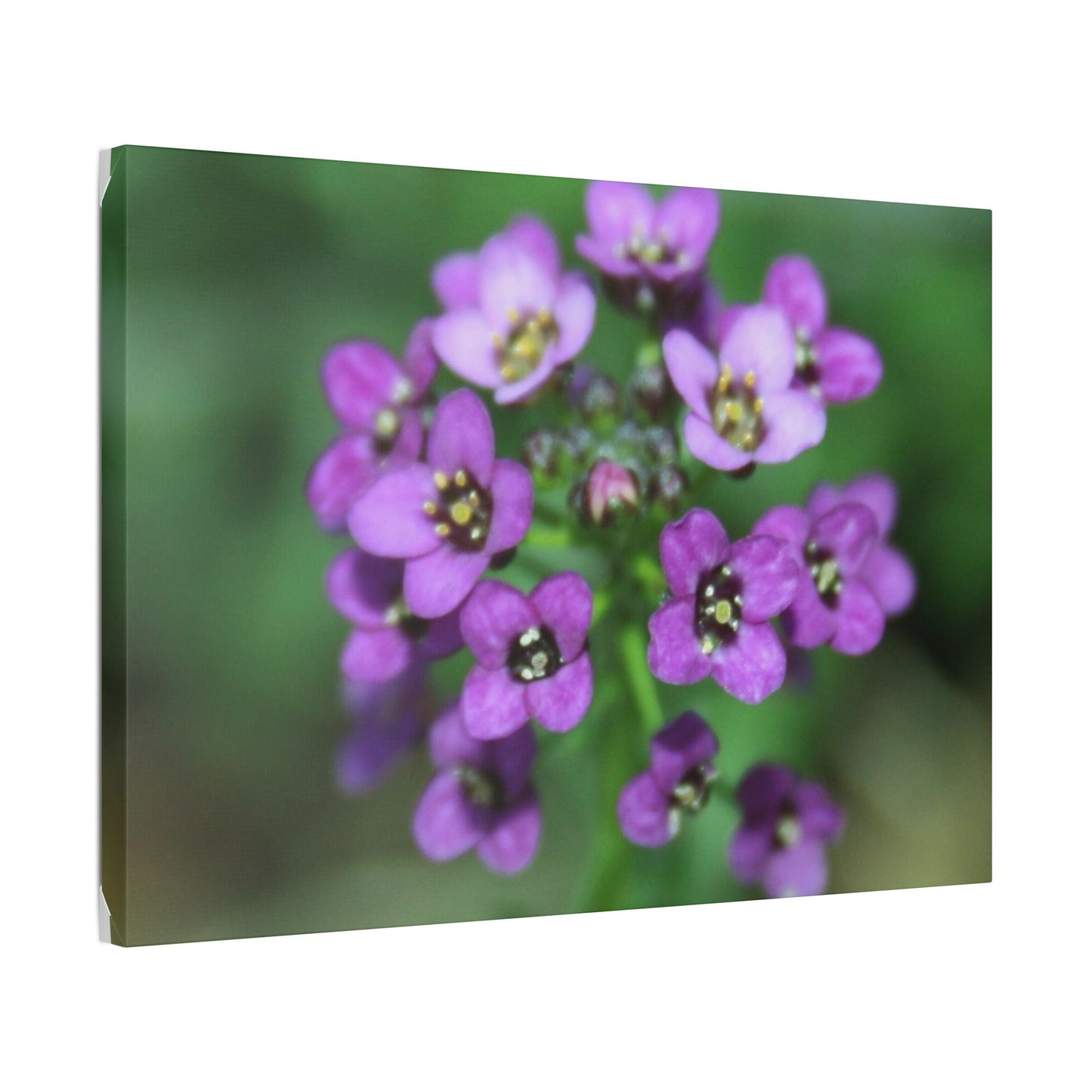 Classic Stretched Canvas