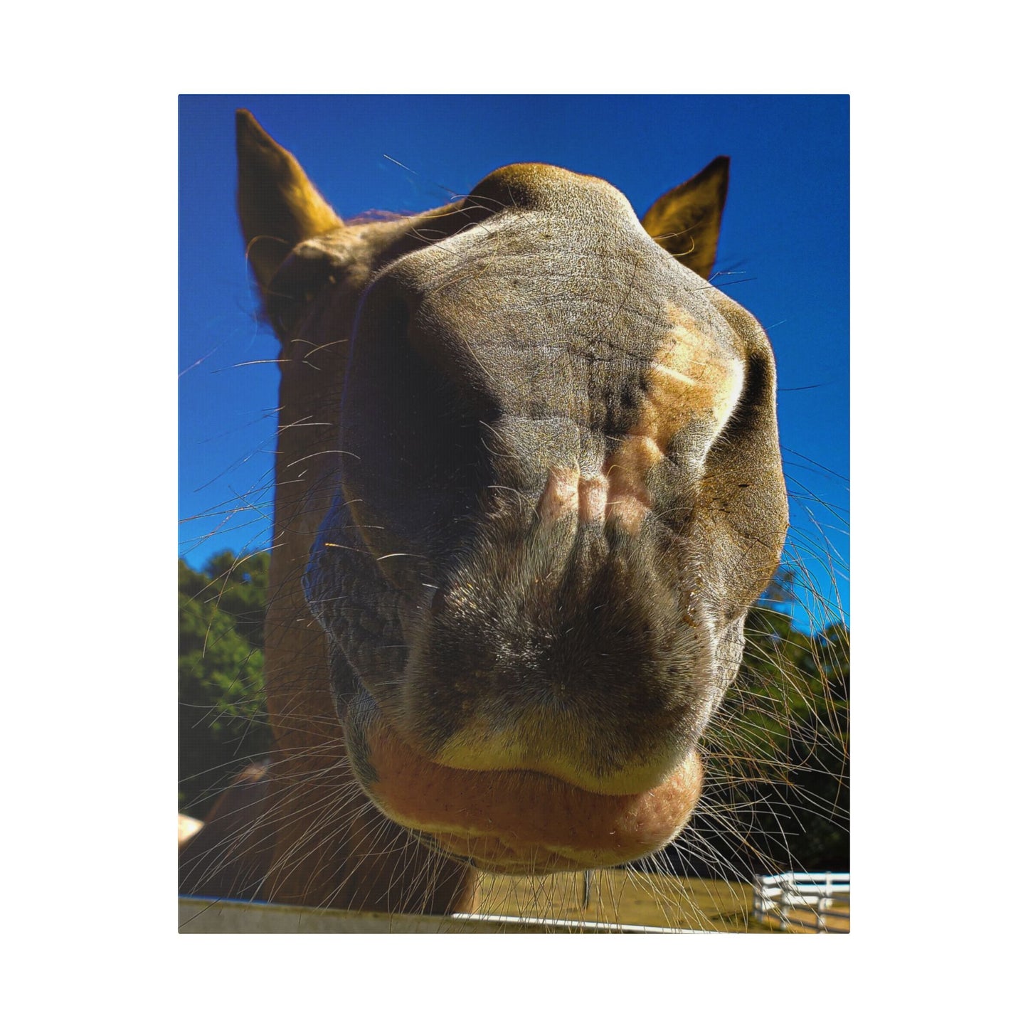 Classic Stretched Canvas - Its A Horse Of Course