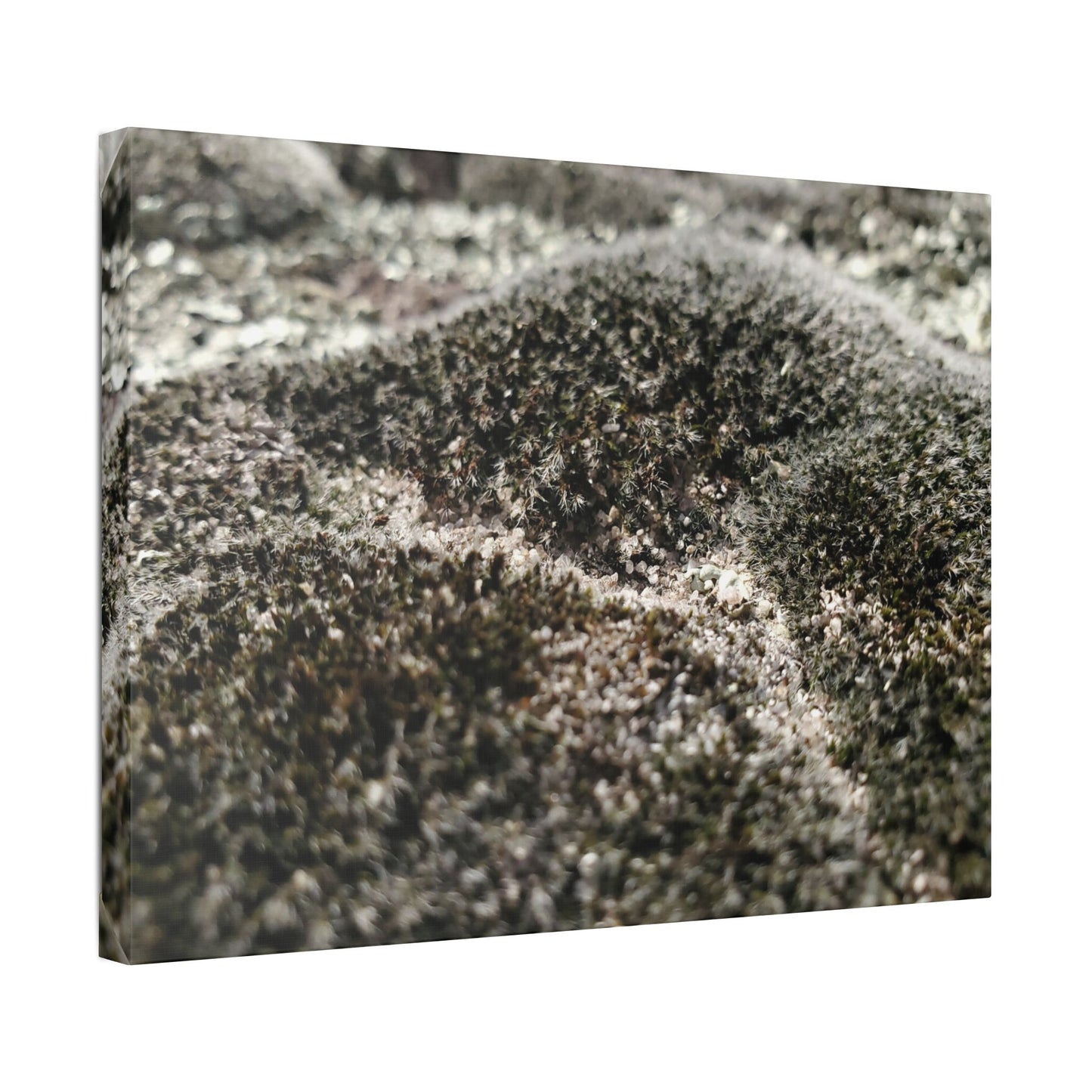 Classic Stretched Canvas - Moss