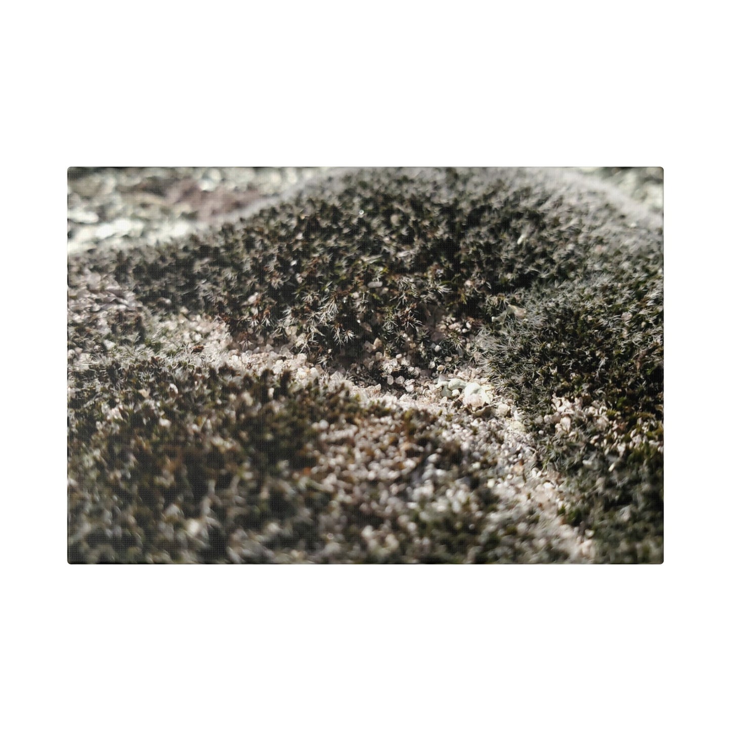 Classic Stretched Canvas - Moss