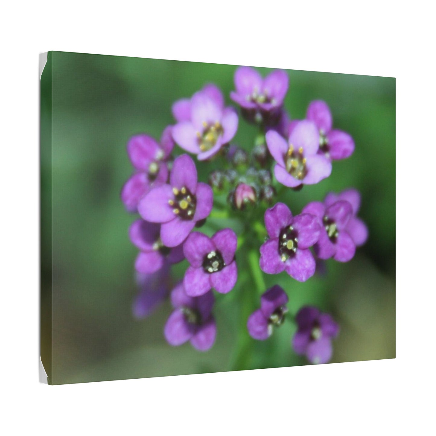 Classic Stretched Canvas