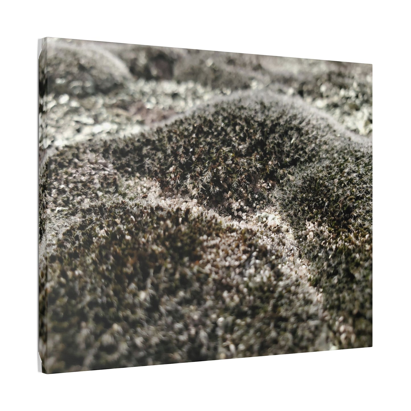 Classic Stretched Canvas - Moss