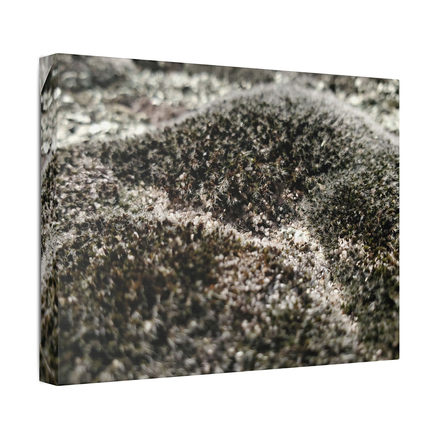 Classic Stretched Canvas - Moss