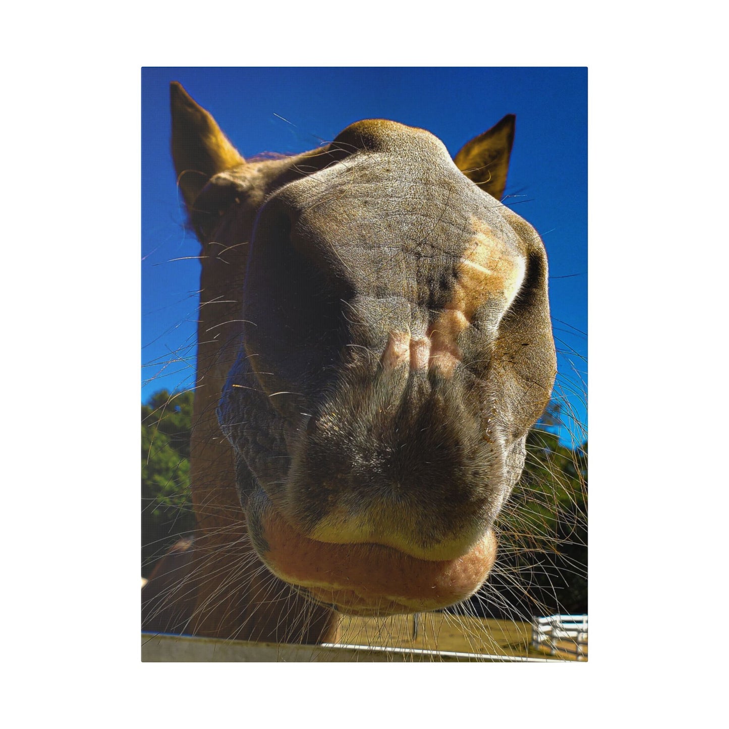 Classic Stretched Canvas - Its A Horse Of Course