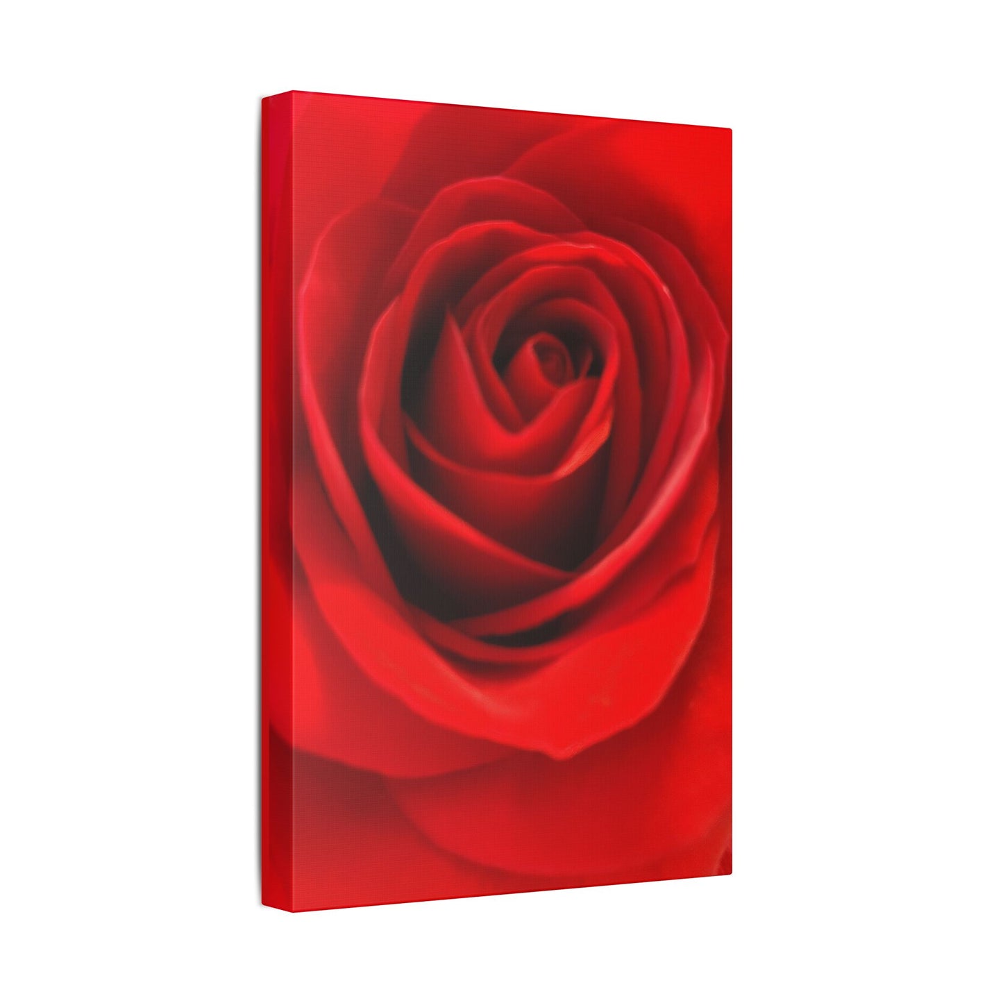 Classic Stretched Canvas - Rose