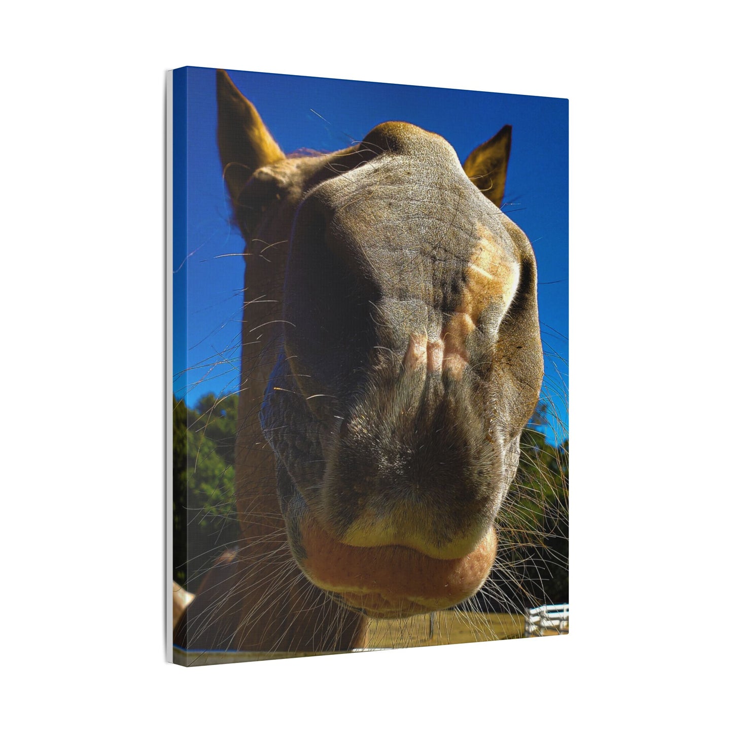Classic Stretched Canvas - Its A Horse Of Course
