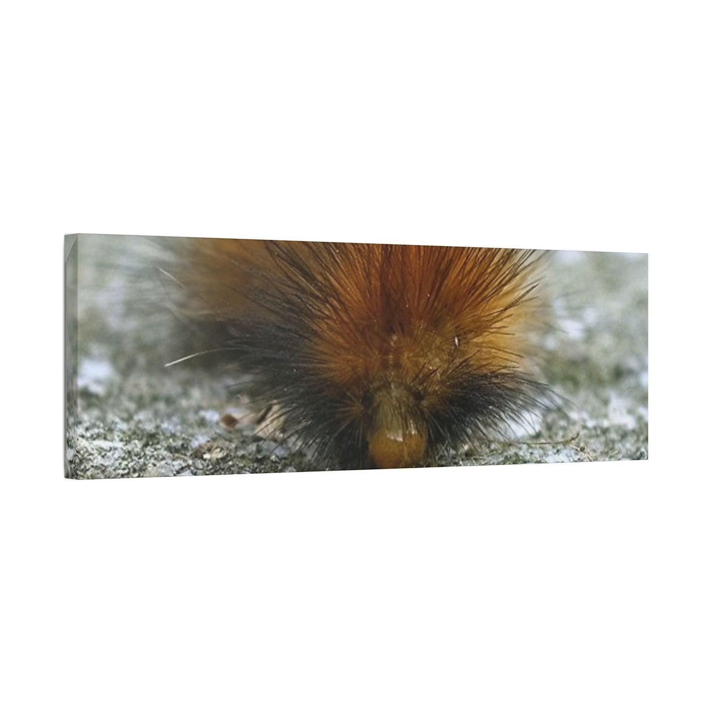 Classic Stretched Canvas - Platypillar