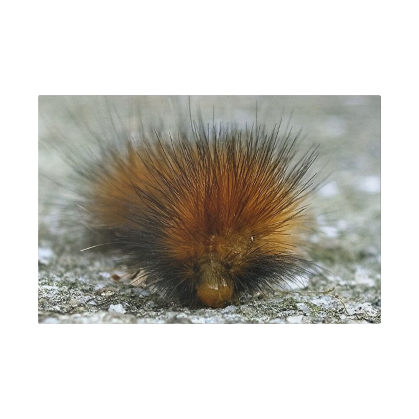 Classic Stretched Canvas - Platypillar