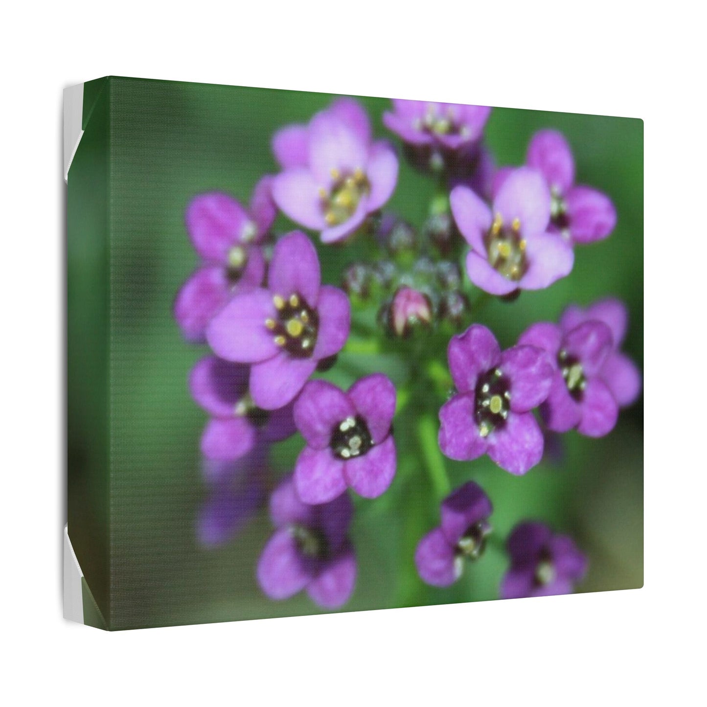 Classic Stretched Canvas