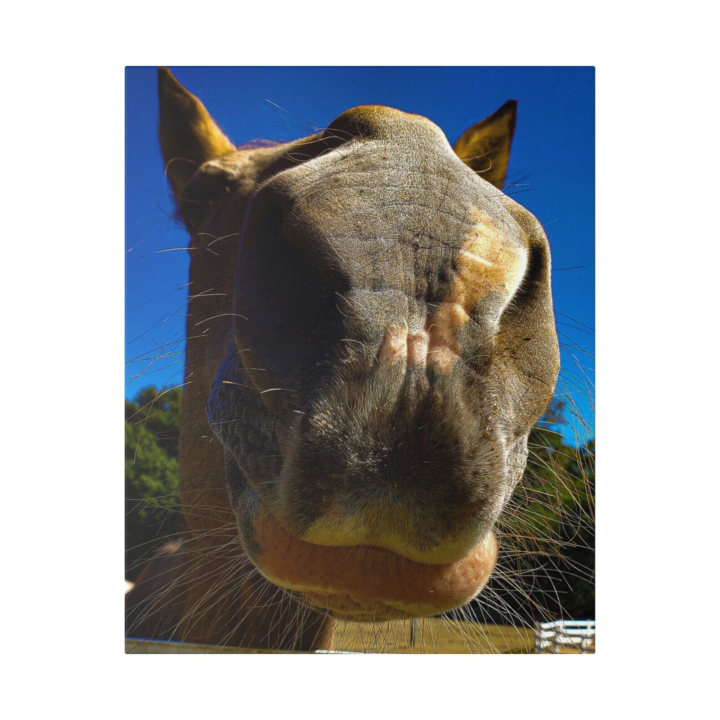 Classic Stretched Canvas - Its A Horse Of Course