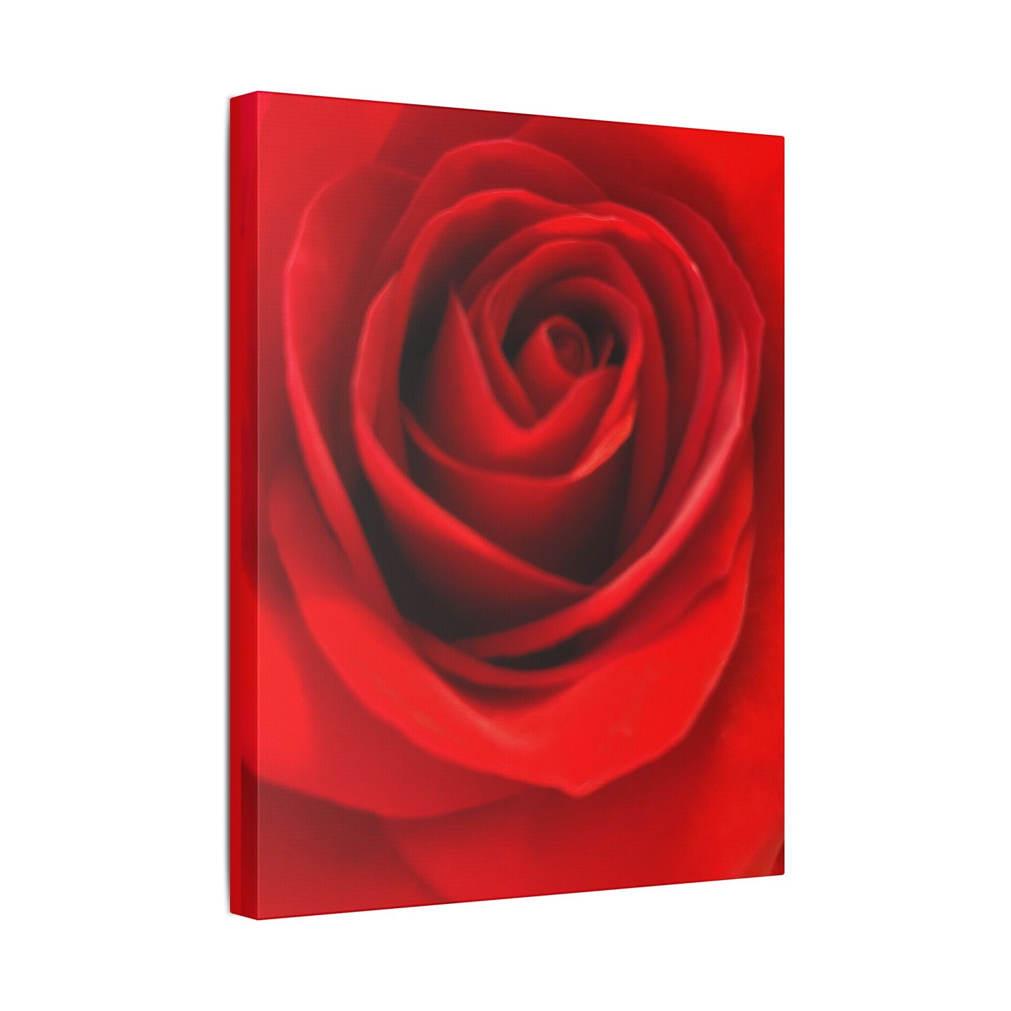 Classic Stretched Canvas - Rose