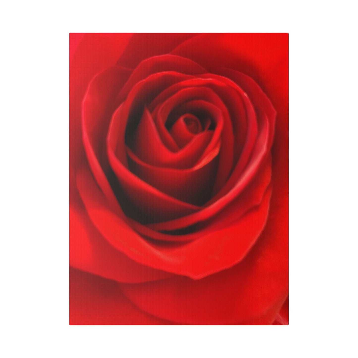 Classic Stretched Canvas - Rose