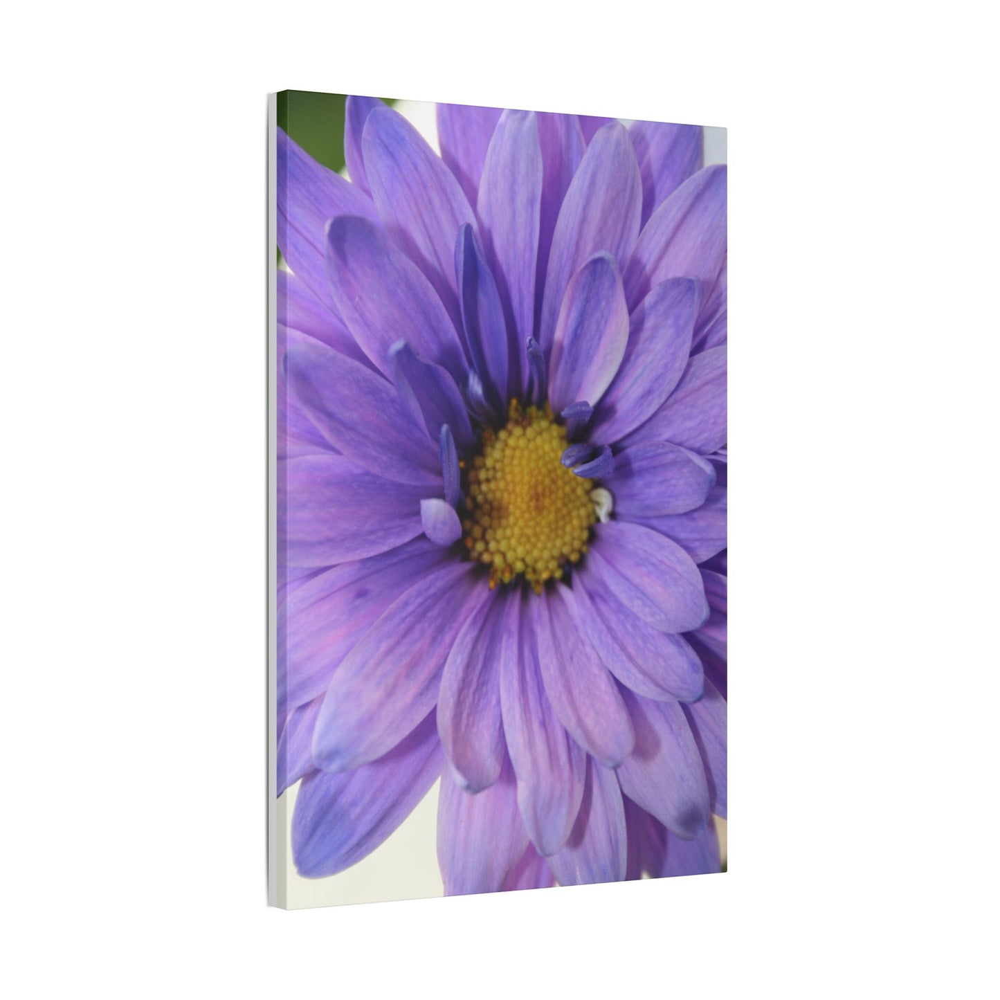 Classic Stretched Canvas