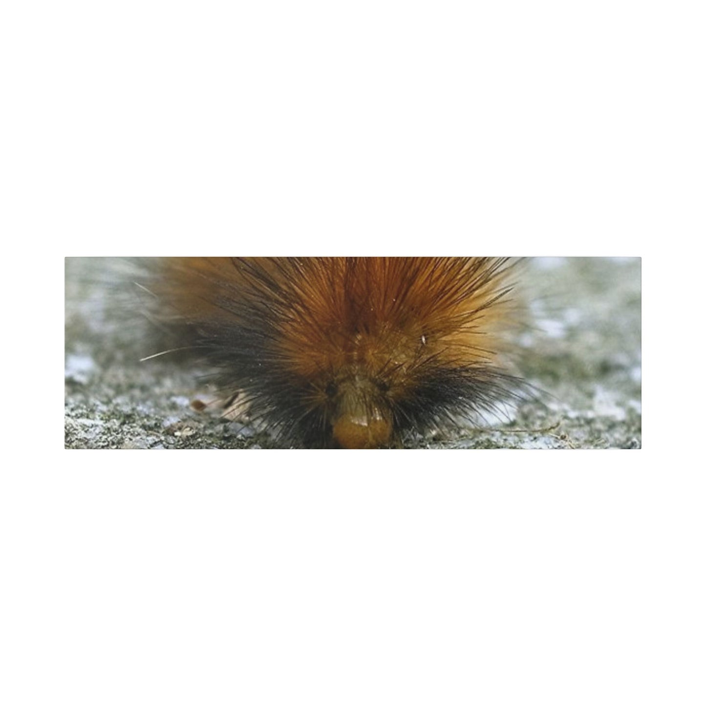 Classic Stretched Canvas - Platypillar