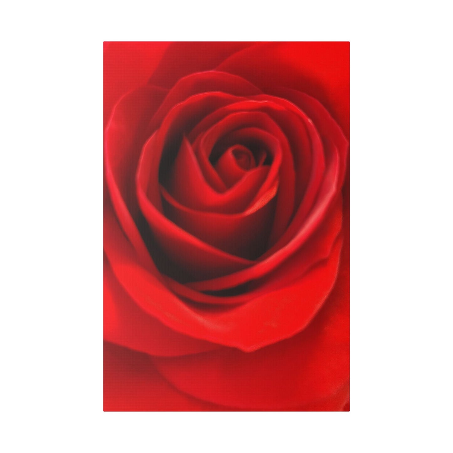 Classic Stretched Canvas - Rose