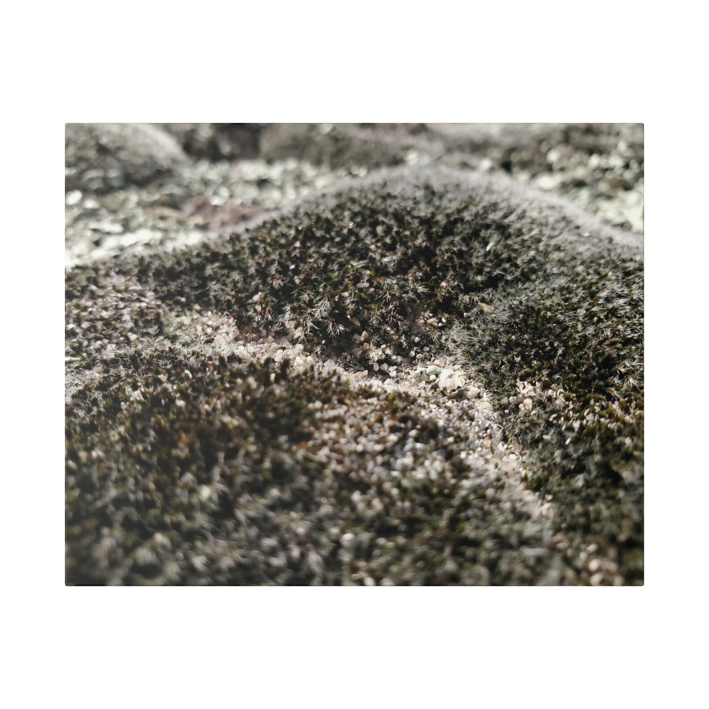 Classic Stretched Canvas - Moss