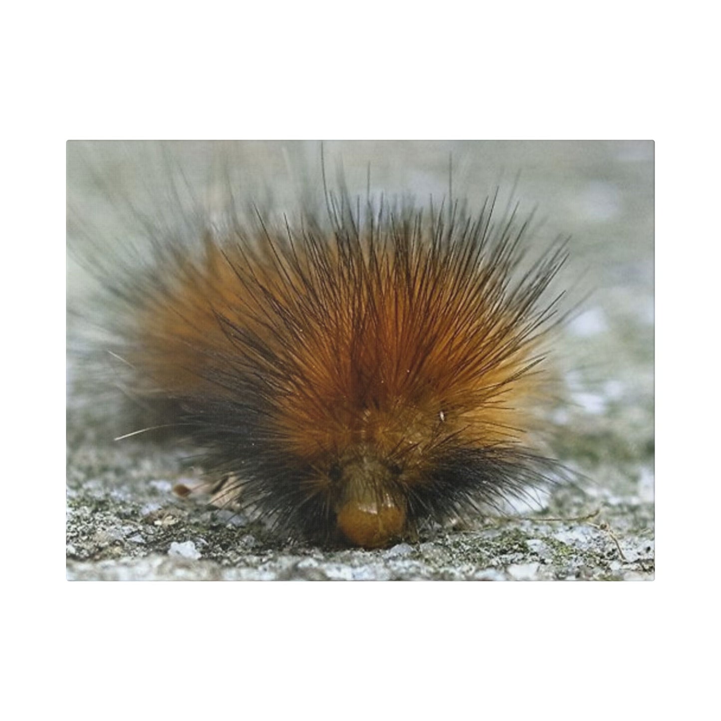 Classic Stretched Canvas - Platypillar