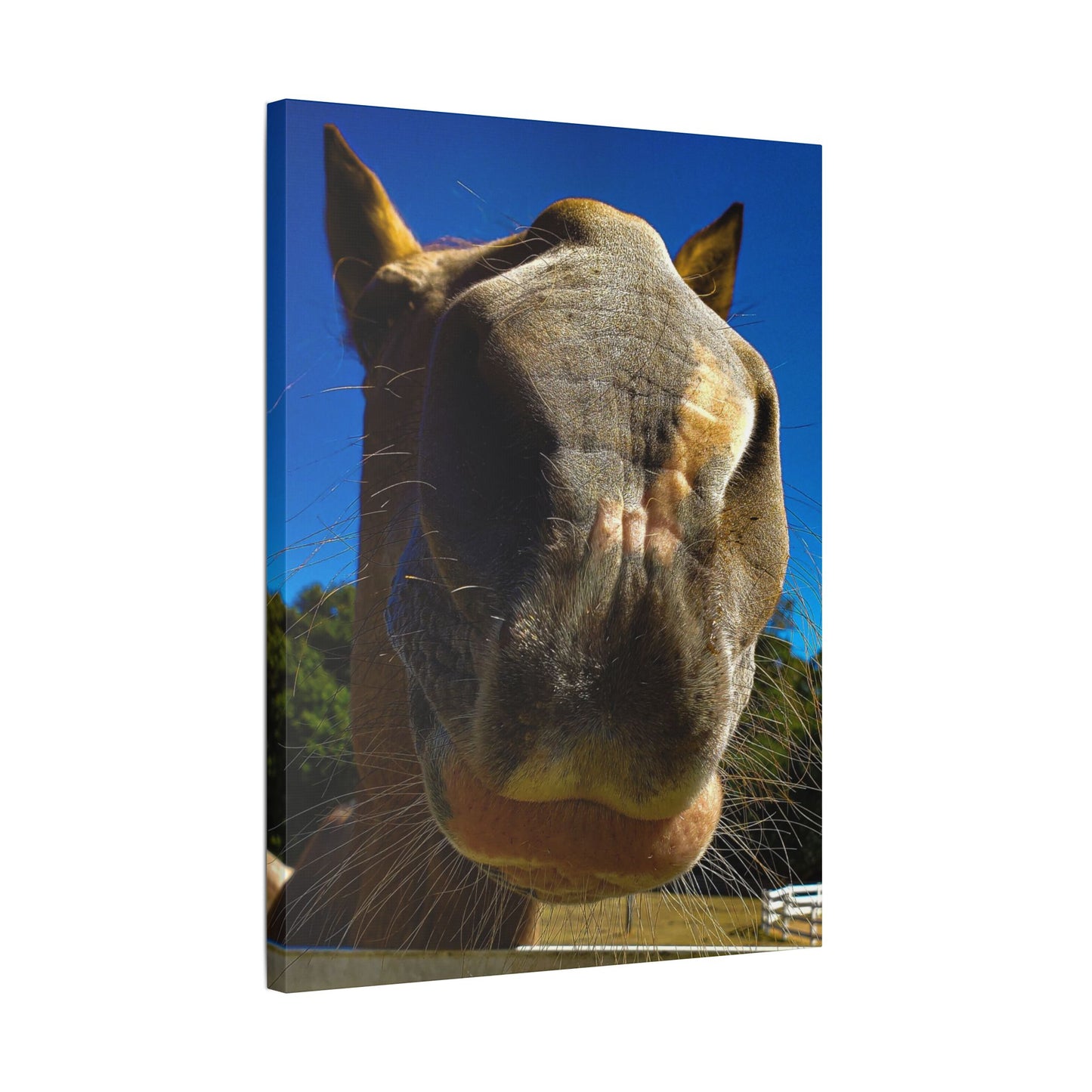 Classic Stretched Canvas - Its A Horse Of Course