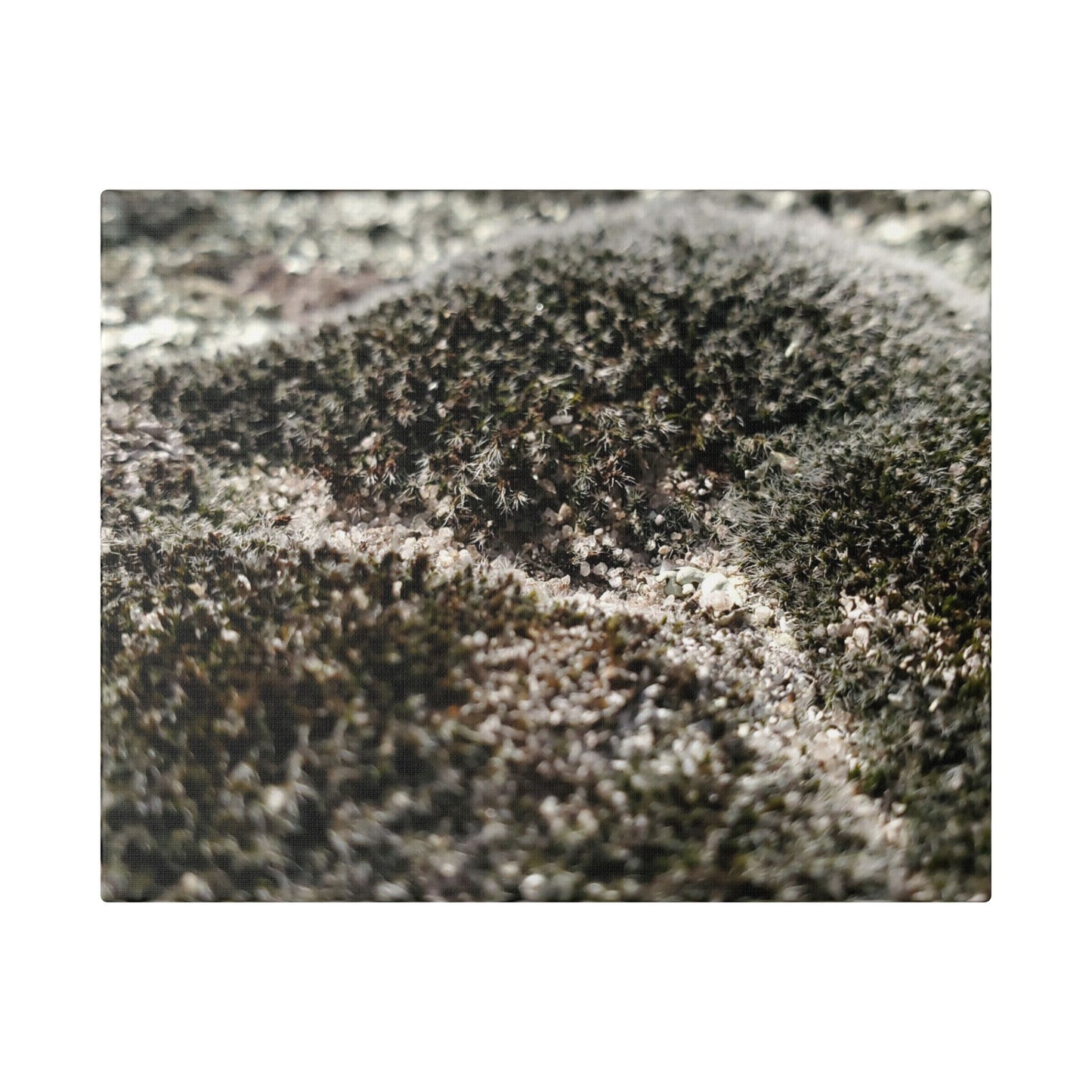 Classic Stretched Canvas - Moss