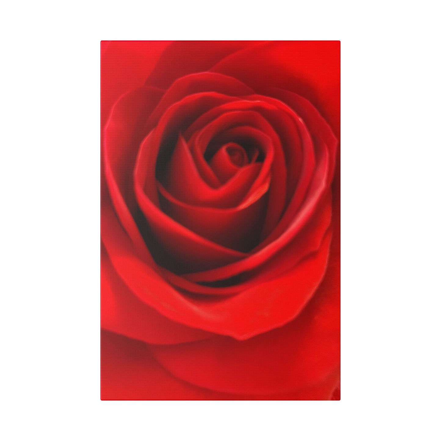 Classic Stretched Canvas - Rose