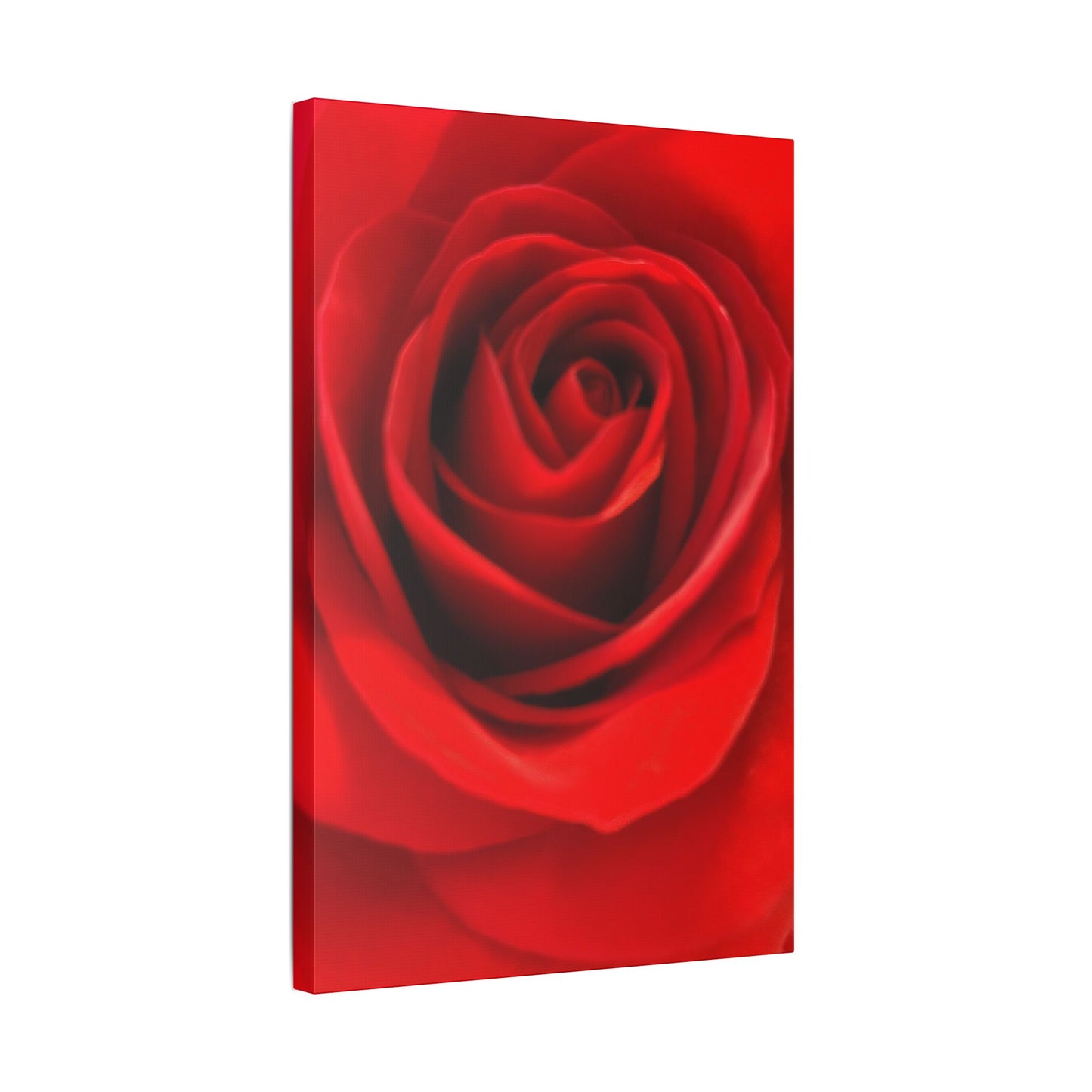 Classic Stretched Canvas - Rose