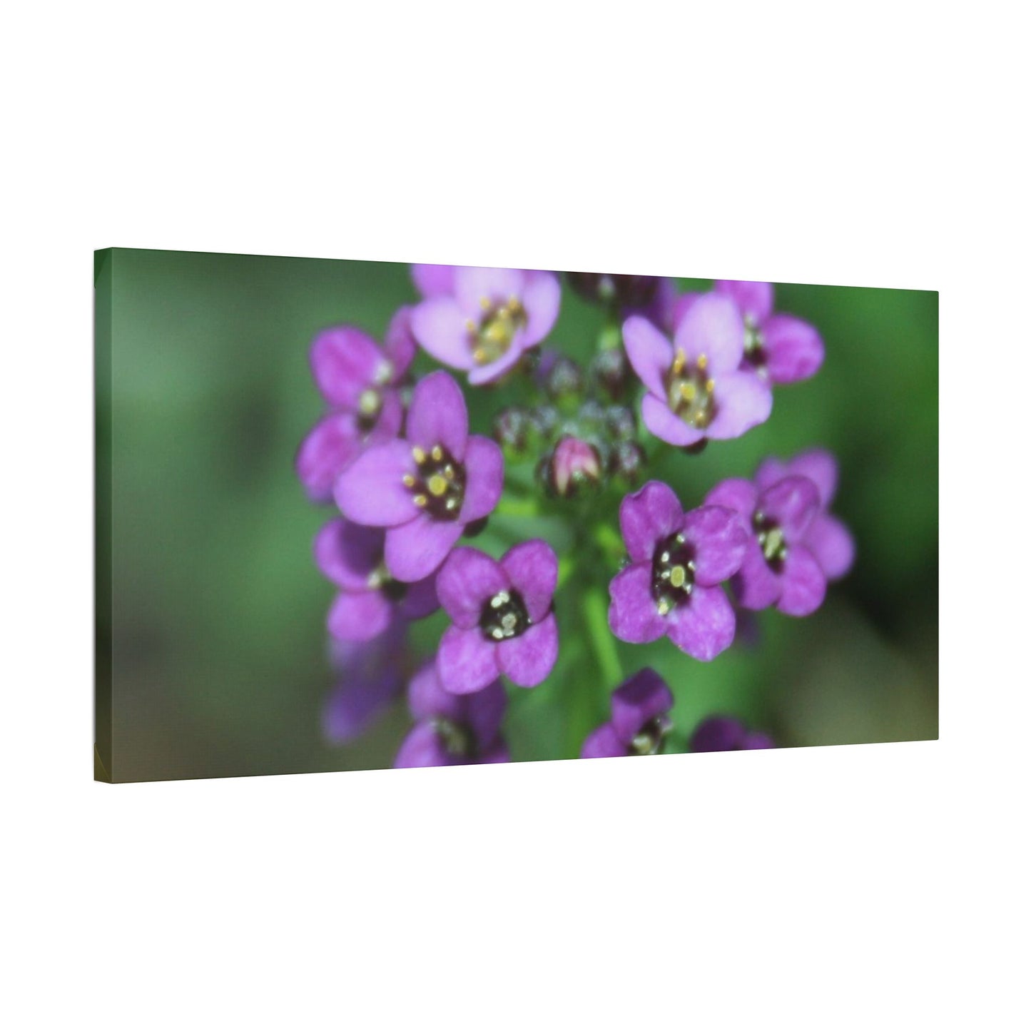Classic Stretched Canvas