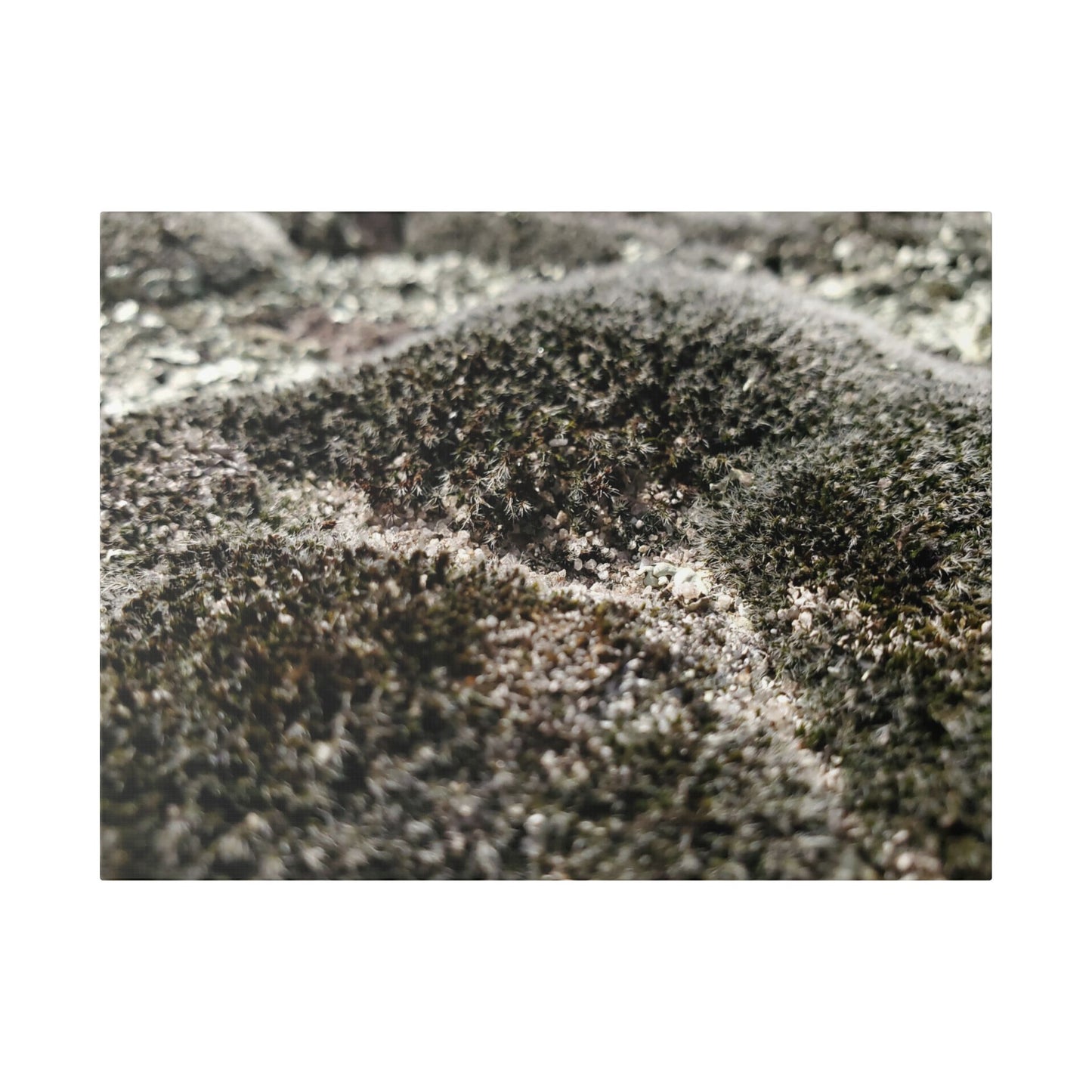 Classic Stretched Canvas - Moss