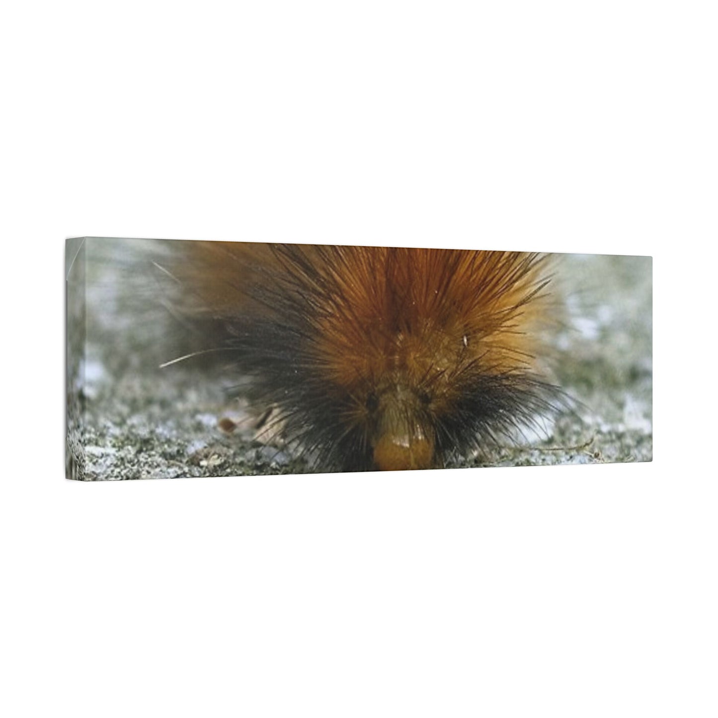 Classic Stretched Canvas - Platypillar