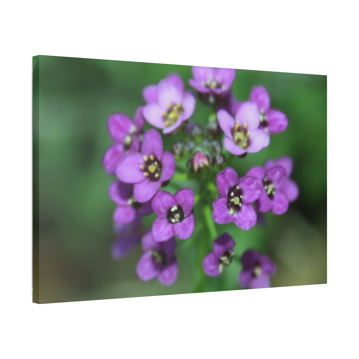 Classic Stretched Canvas