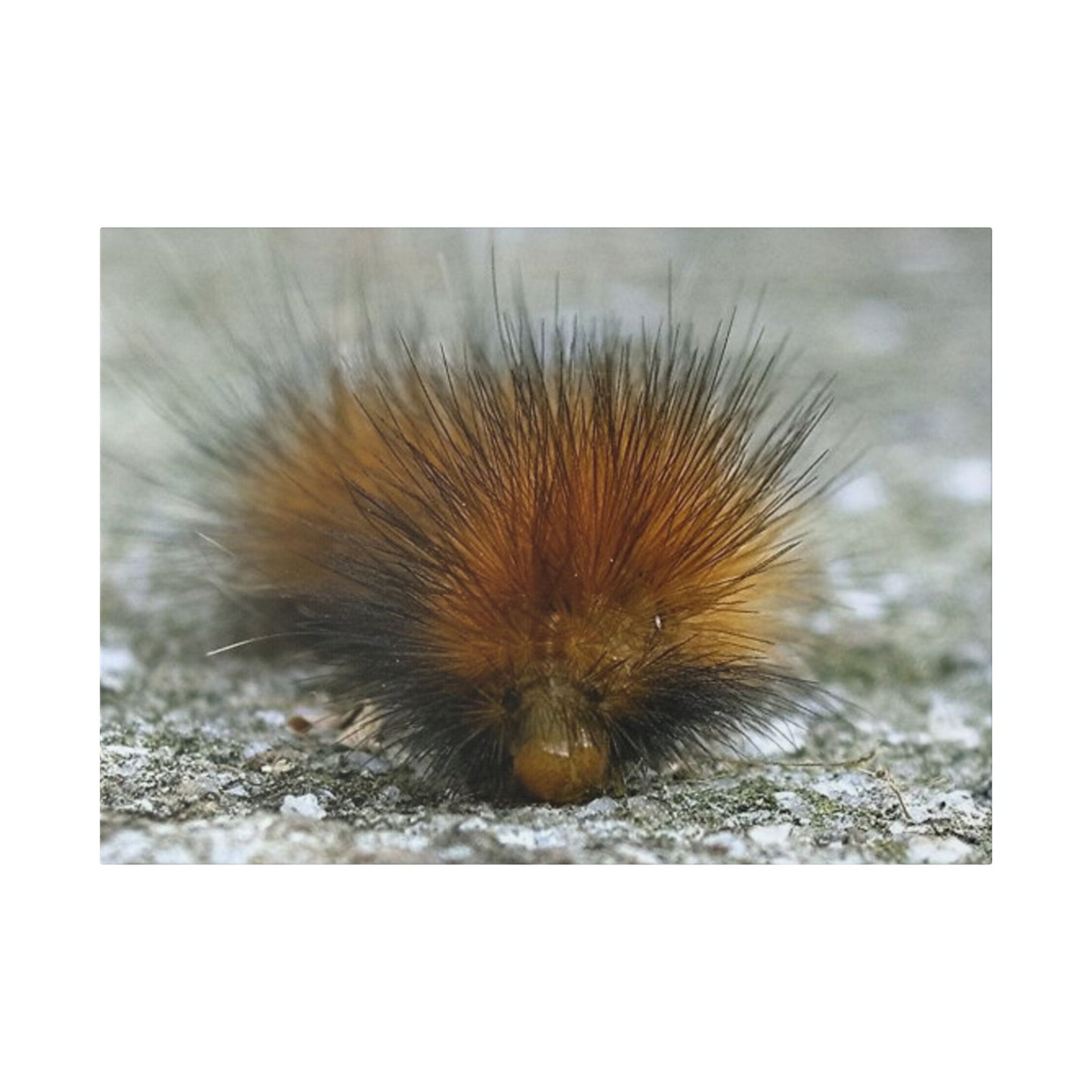 Classic Stretched Canvas - Platypillar