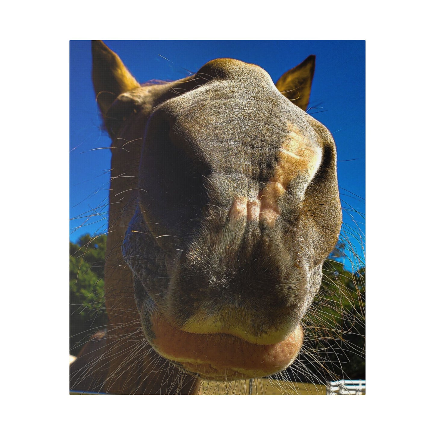 Classic Stretched Canvas - Its A Horse Of Course
