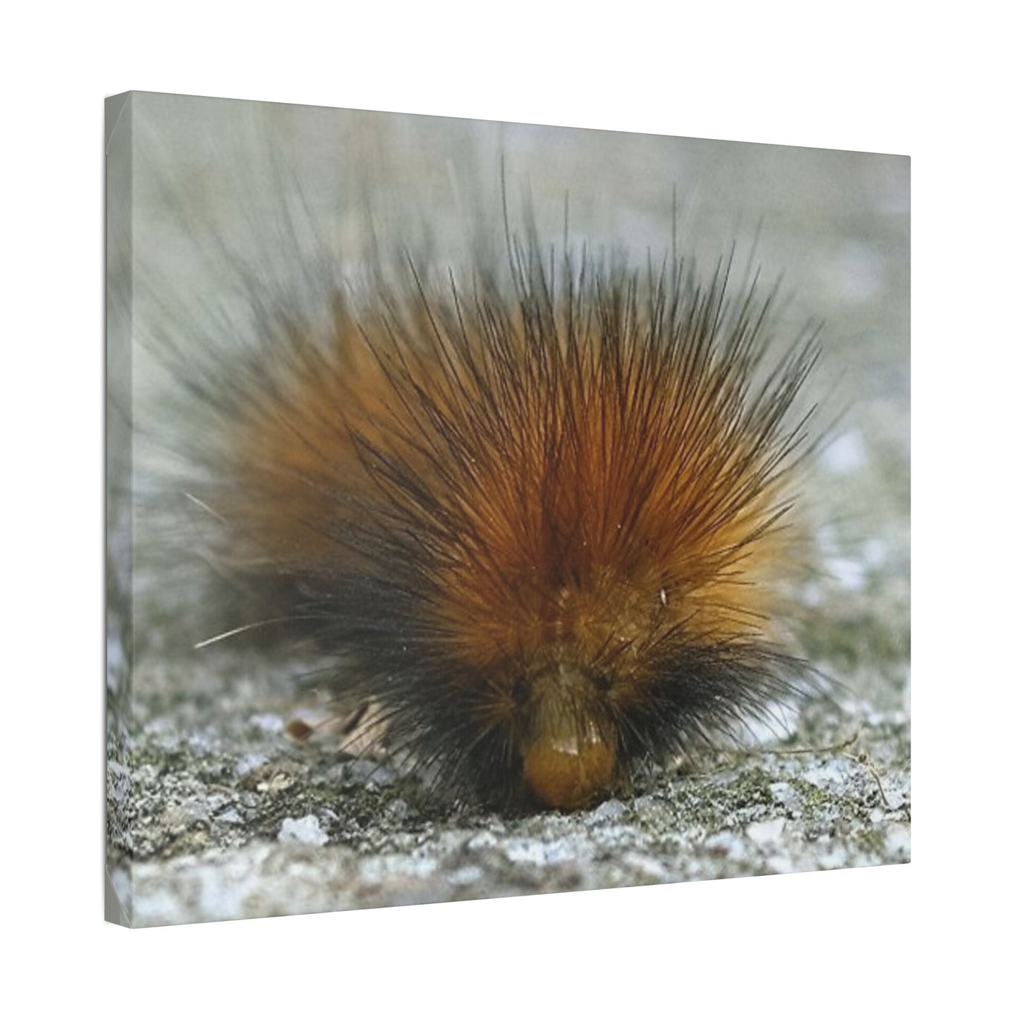 Classic Stretched Canvas - Platypillar