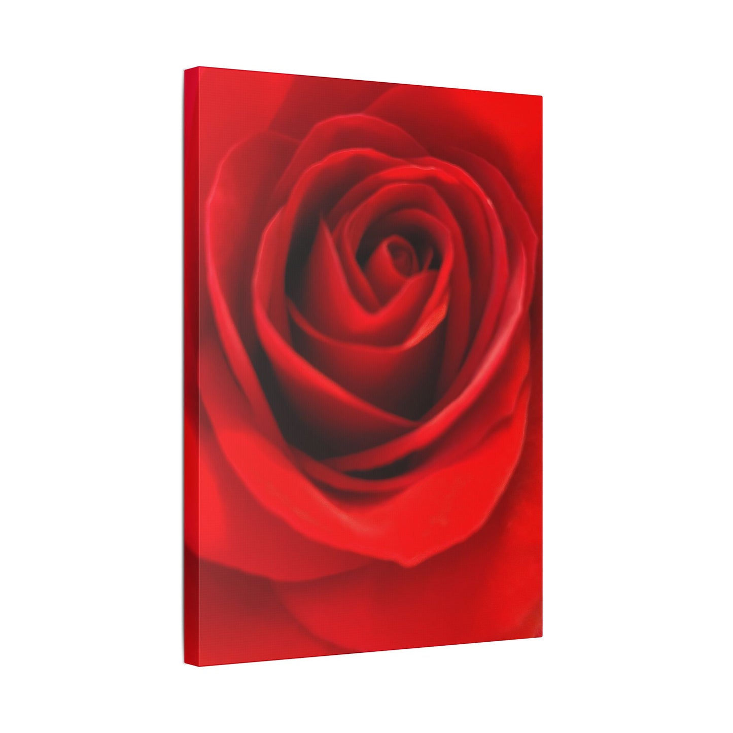 Classic Stretched Canvas - Rose