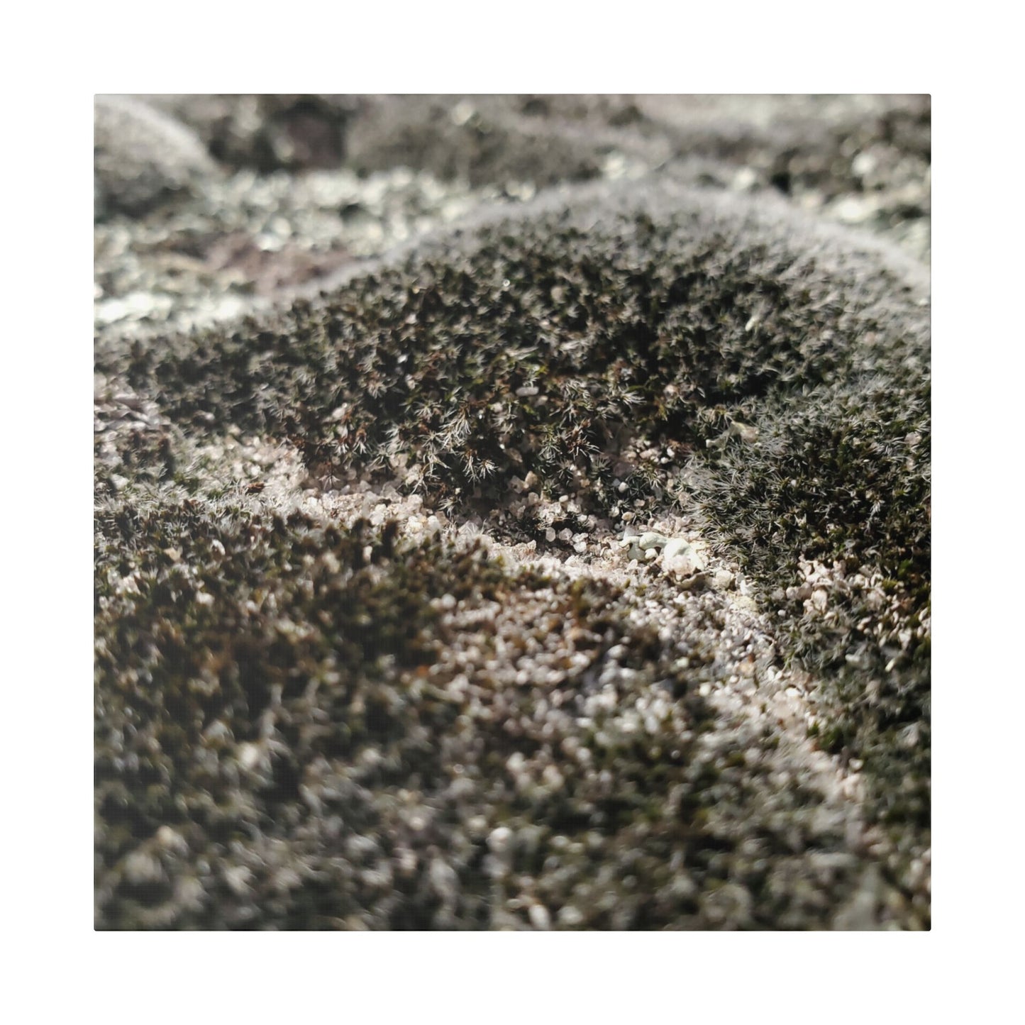 Classic Stretched Canvas - Moss