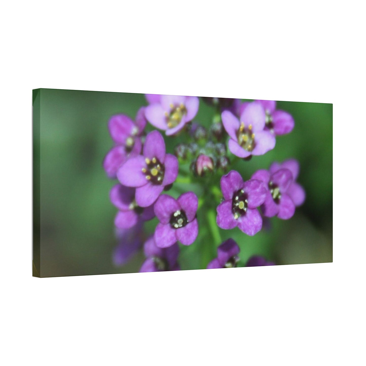 Classic Stretched Canvas