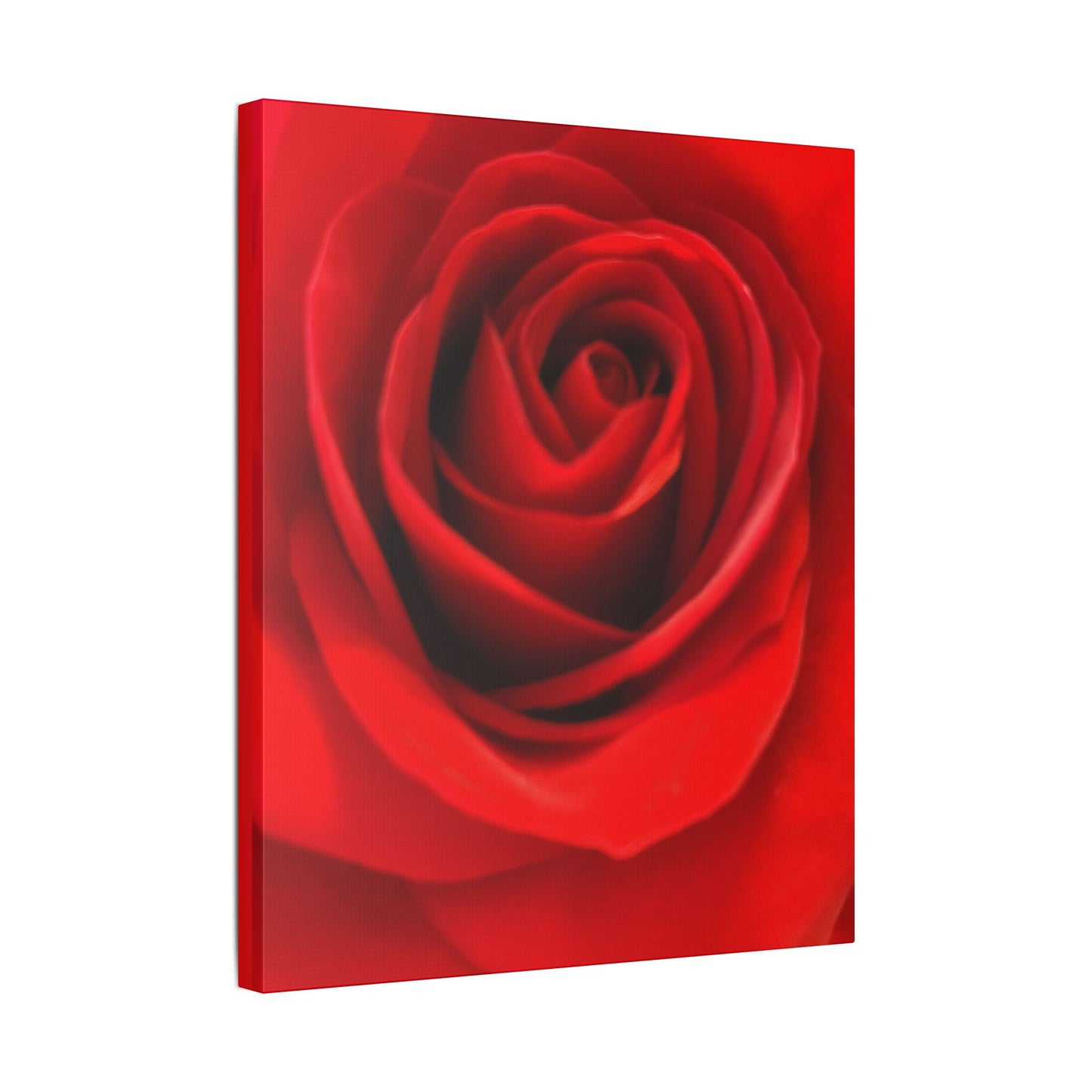 Classic Stretched Canvas - Rose