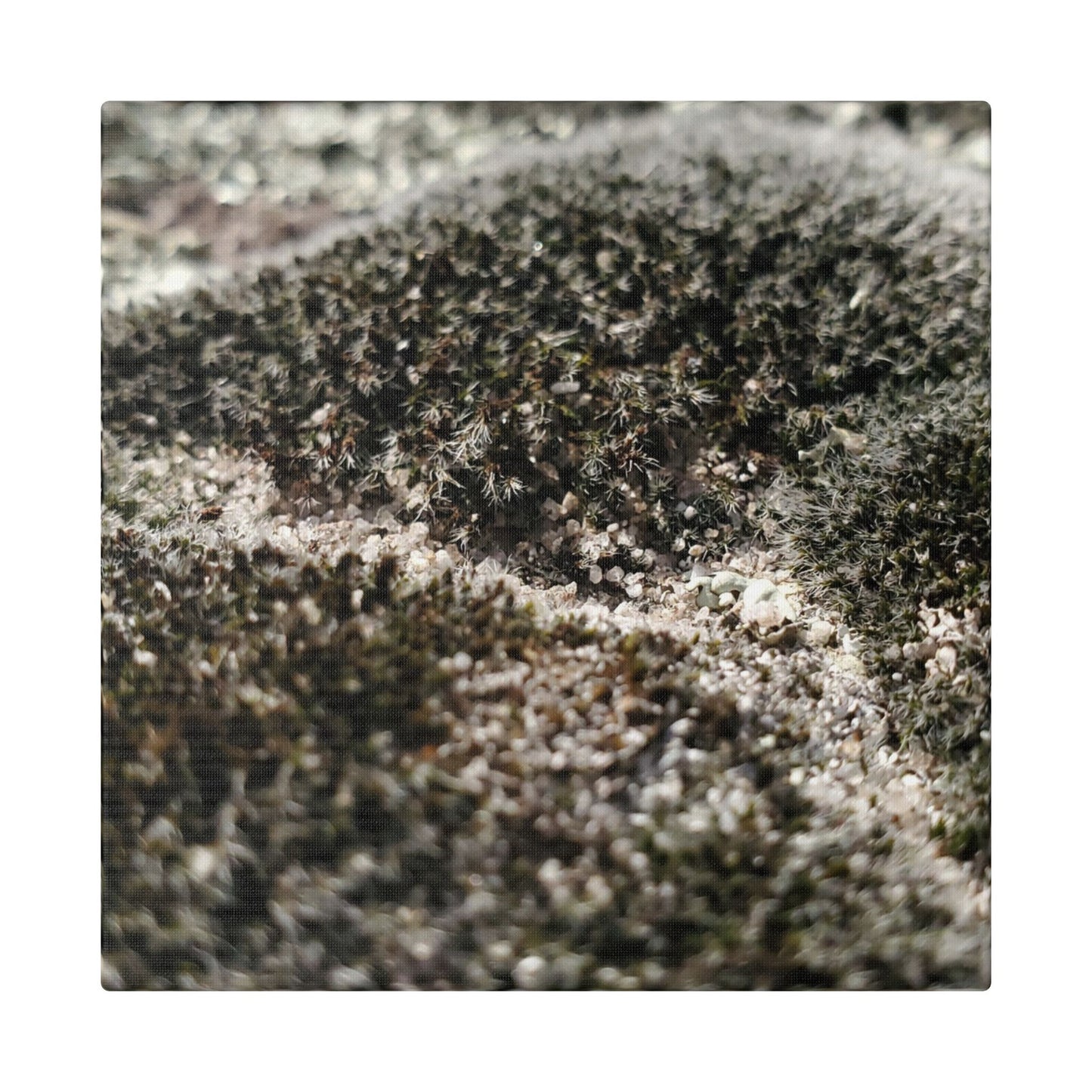 Classic Stretched Canvas - Moss
