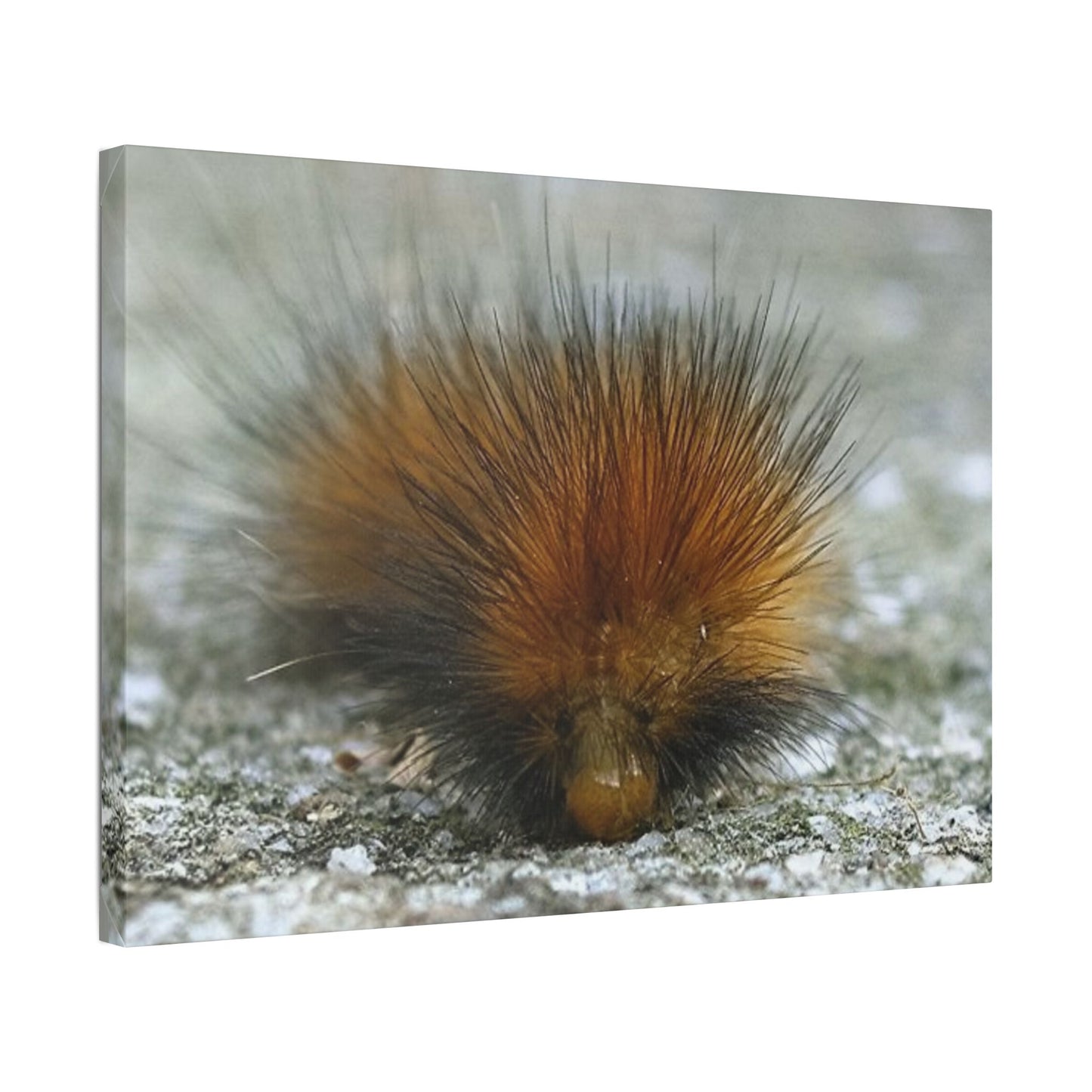 Classic Stretched Canvas - Platypillar