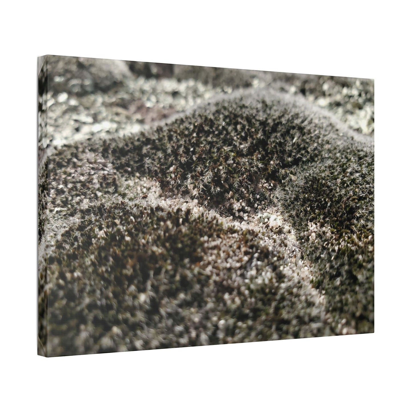 Classic Stretched Canvas - Moss